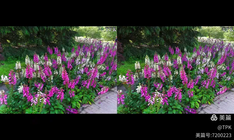 立体左右图 上海植物园1 241102